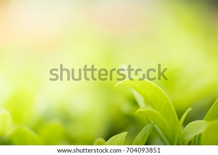 Green leaf nature background using as greenery fresh wallpaper