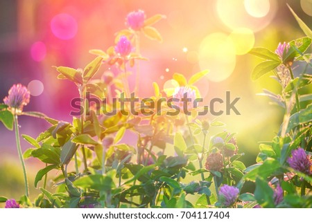 Wild flowers of clover in a meadow nature. Natural summer background with wild flowers of clover in the meadow in the morning sun rays close-up with soft blurred focus.  Royalty-Free Stock Photo #704117404