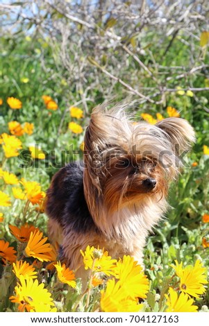 A miniature Yorkshire terrier in a field of flowers