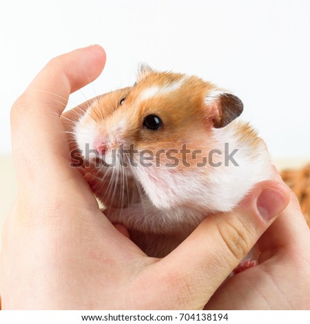 A hamster in the hands of a girl close-up on a white background.