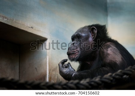 Common chimpanzee, Pan troglodytes Portrait of big iconic mammal kept in ZOO.Moving portrait of sad ape. 