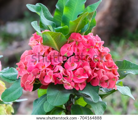 Red Poi Sian flowers in the garden, euphorbia milii flowers, Crown of thorns flower, Euphorbia milli Desmoul