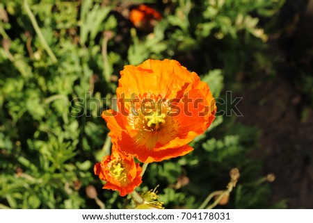 Poppy flower close-up in bushes