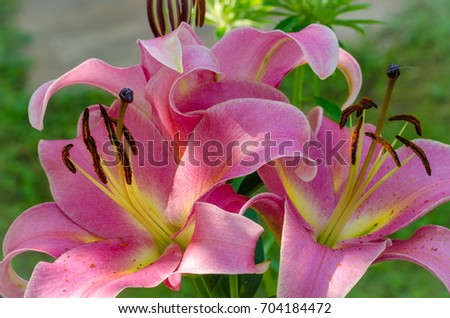 Lily flower closeup