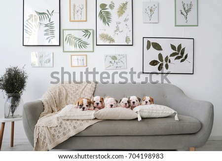 Six english bulldog puppies sitting on gray sofa in room