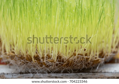 Drop water on rice with soft bokeh background