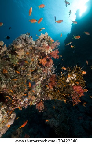 Fish, coral and sun in the Red Sea