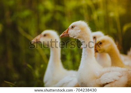 Five young goose together sit in the grass.
