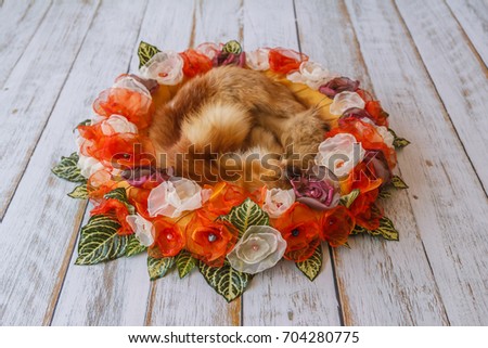 Orange handmade flower circle for newborn babies with fox fur inside lying on wooden plank floor soft toned shallow depth of field.