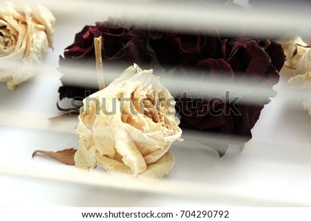Roses on the window. Withered roses. Abstract photo of roses. White and red roses.