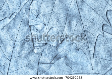 Blue Autumn Dry Maple Leaves Backdrop Grunge Texture