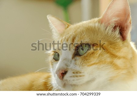  ginger cat face portrait in home