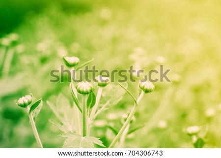 Blur vintage grass background, abstract