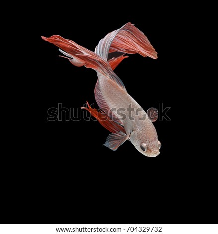 Beautiful fish on black background. Fish Fighters of Siam.