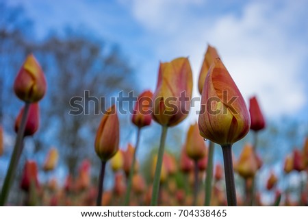 Orangee color tulip flowers in a garden in Keukenhof, Lisse, Netherlands, Europe on a bright summer day with blue sky
