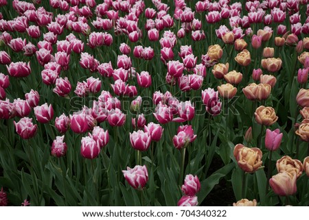 Pink and red color tulip flowers in a garden in Keukenhof,  Lisse, Netherlands, Europe on a bright summer day
