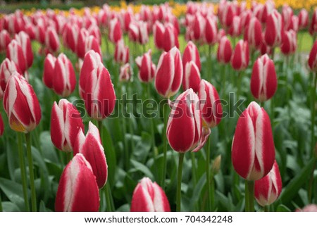 Red and white color tulip flowers in a garden in Keukenhof, Lisse, Netherlands, Europe on a bright summer day