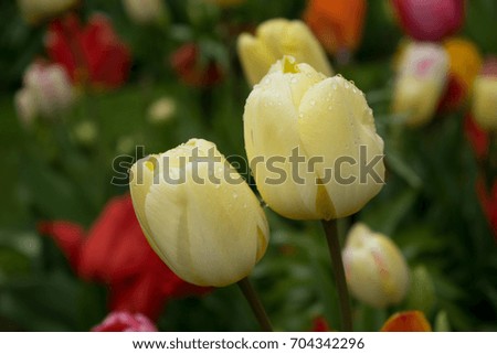 Green color tulip flowers in a garden in Keukenhof, Lisse, Netherlands, Europe on a bright summer day