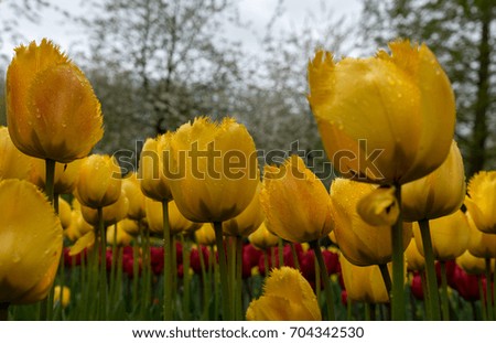 Yellow color tulip flowers with rain drops in a garden in Keukenhof, Lisse, Netherlands, Europe on a bright summer day