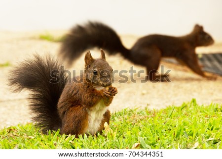 Red squirrel eating peanut with another blurred squirrel in the background