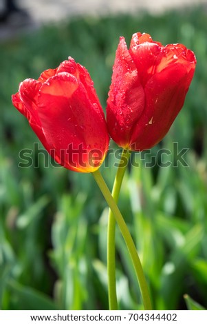 Red color tulip flowers with rain drops leaning on each other like a couple in love in a garden in Keukenhof, Lisse, Netherlands, Europe on a bright summer day