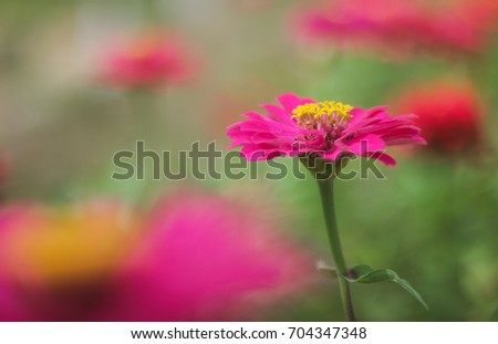 Zinnia  flower  nature background colorful flowers