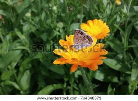 Butterfly on a flower of marigold on green background