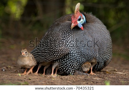 Guinea fowl sitting on chicks Royalty-Free Stock Photo #70435321