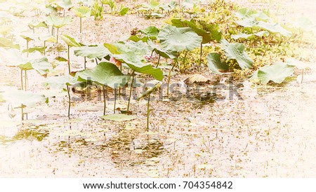 Green Lotus leaf in Swamp, Kanchanaburi, Thailand. (Vintage colors picture)