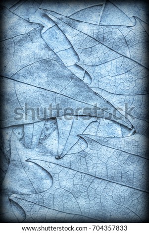 Blue Autumn Dry Maple Leaves Backdrop Vignetted Grunge Texture
