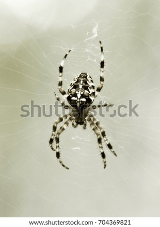 Spider with a cross on the back on a cobweb