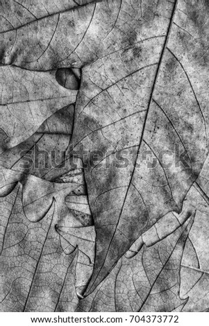 Gray Autumn Dry Maple Leaves Backdrop Grunge Texture