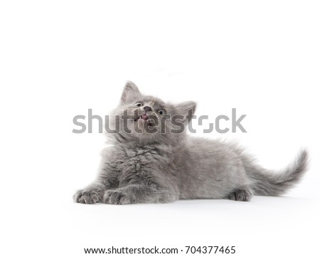Cute baby gray kitten laying down isolated on white background
