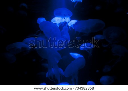 Beautiful blue jellyfishes on a black background.