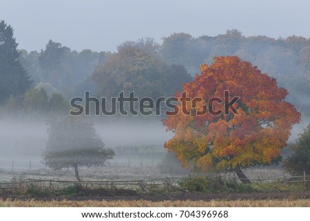 Autumn trees on foggy meadow in north Poland