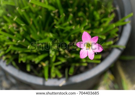 Zephyranthas rosea flower , Rain lily , Fairy lily , Top view image
