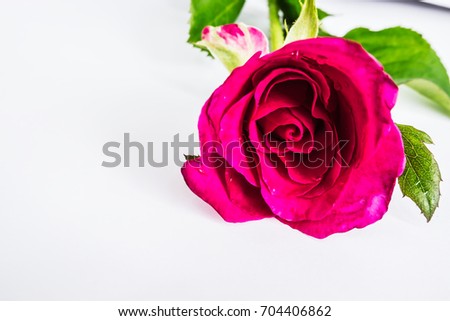 Close-up,image of beautiful pink rose with green leaf isolated on a white background  with copy space, Valentine day, and wedding concept.
