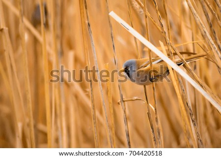 Cute little bird. Lake habitat background.