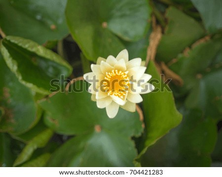 White lotus flower or Water lily  in a  large pot. Take a picture from the top view. Can be used as screen saver or computer background.