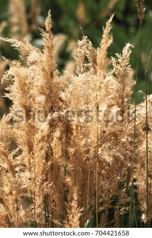 Closeup picture of summer bush as texture or background