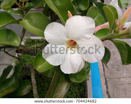 Desert rose of beautiful flower are very popular to decorate a garden