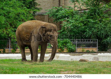 Funny elephant in the zoo. Elephant background