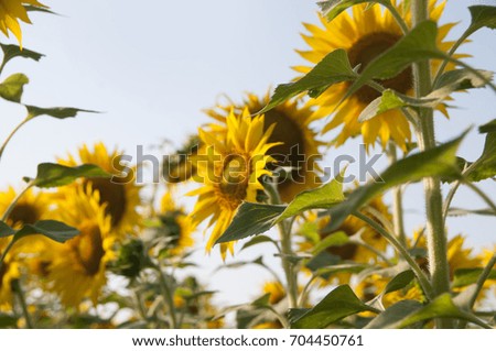 sun flowers field in India, sunflowers.