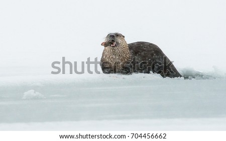 River otters in the winter