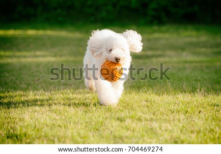 The runner.Cute toy poodle puppy playing with rubber ball