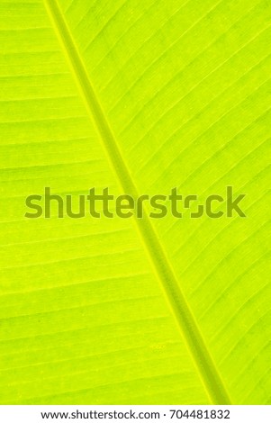 Green banana leaf texture and background