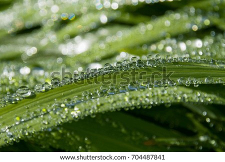 Raindrops on leaves in the morning