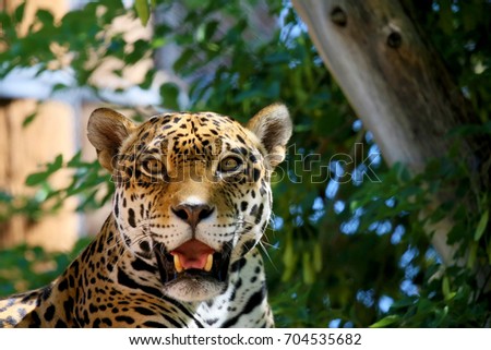 Jaguar Royalty-Free Stock Photo #704535682