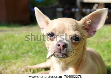 Cream short haired chihuahua puppy with big ears