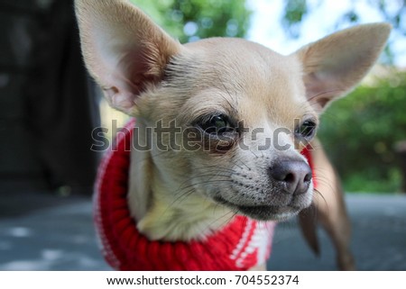 Small White Short Hair Chihuahua Dog Outdoor Images And Stock
